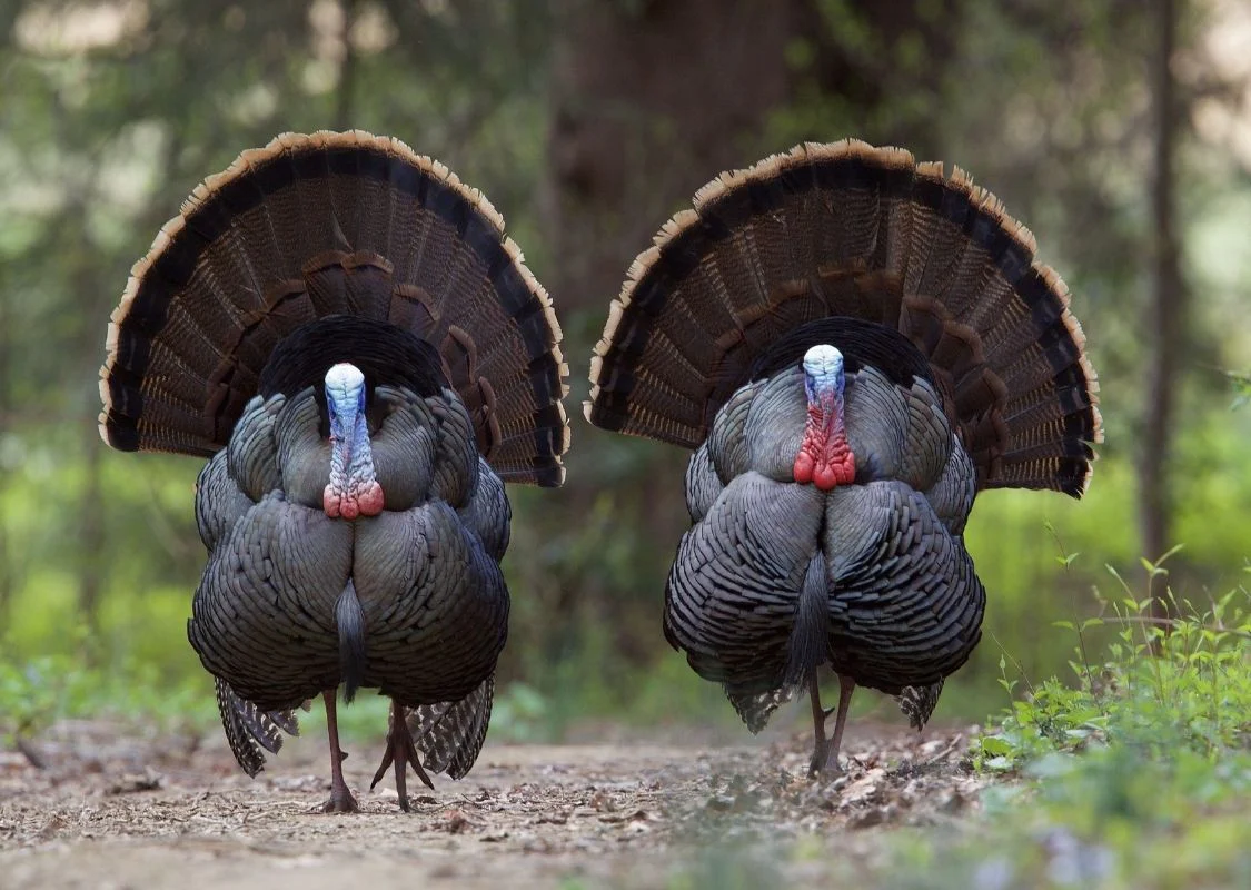 Win a Kansas Hunting Trip - Image 7